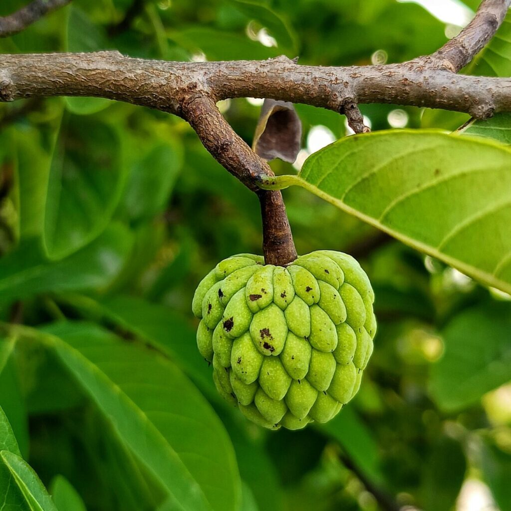 Cinghia Trattorino Rasaerba Fatta Con KEVLAR 4L 680083 1/2x83 12,7x2108,2mm - Foto 5