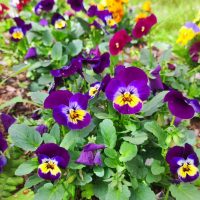 FLORES COMESTÍVEIS FLORES COMESTÍVEIS