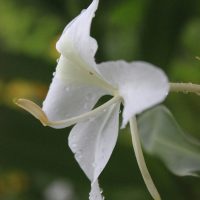 LIRIO BRANCO LIRIO BRANCO