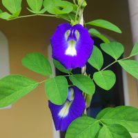 clitoria