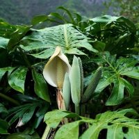 costela de adão costela de adão