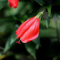 malvavisco malvavisco