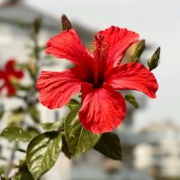 pexels-haticekesnik-31330097 pexels-haticekesnik-31330097